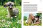 Preview: Hunde-Rentner